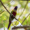 A wild Emma's Conure perches in a tree