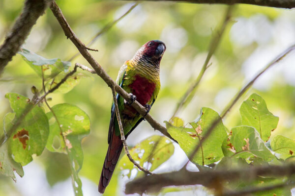 A wild Emma's Conure perches in a tree