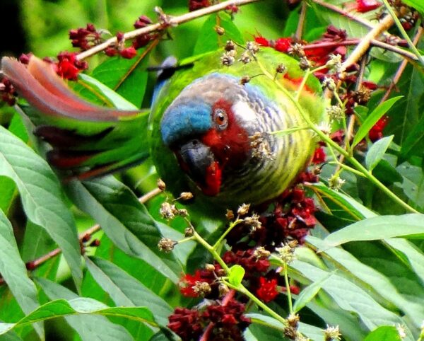 A wild Emma's Conure feeds on fruits