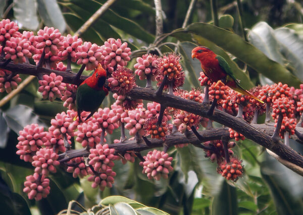 Wild Fairy Lorikeets feed on nectar and blossoms