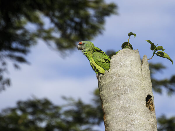 A wild Festive Amazon perches on a tree stump
