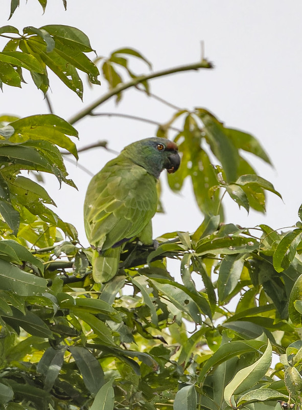 A wild Festive Amazon perches in a leafy tree