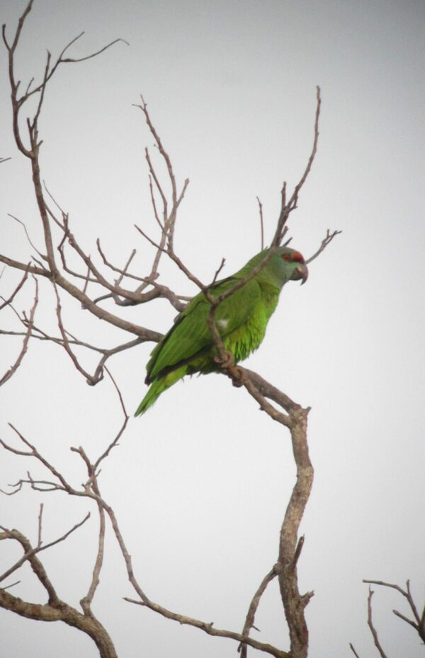 A wild Festive Amazon perches in a tree