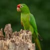 A wild Finsch's Conure perches on a snag