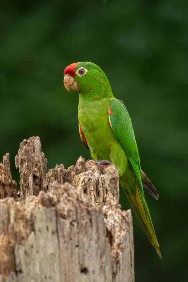 A wild Finsch's Conure perches on a snag