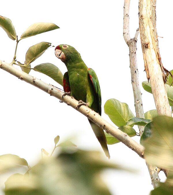 A wild Finsch's Conure perches in a tree