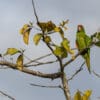 A wild Finsch's Conure perches in a tree