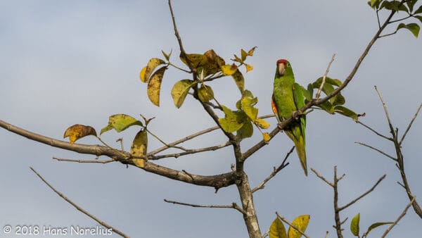 A wild Finsch's Conure perches in a tree