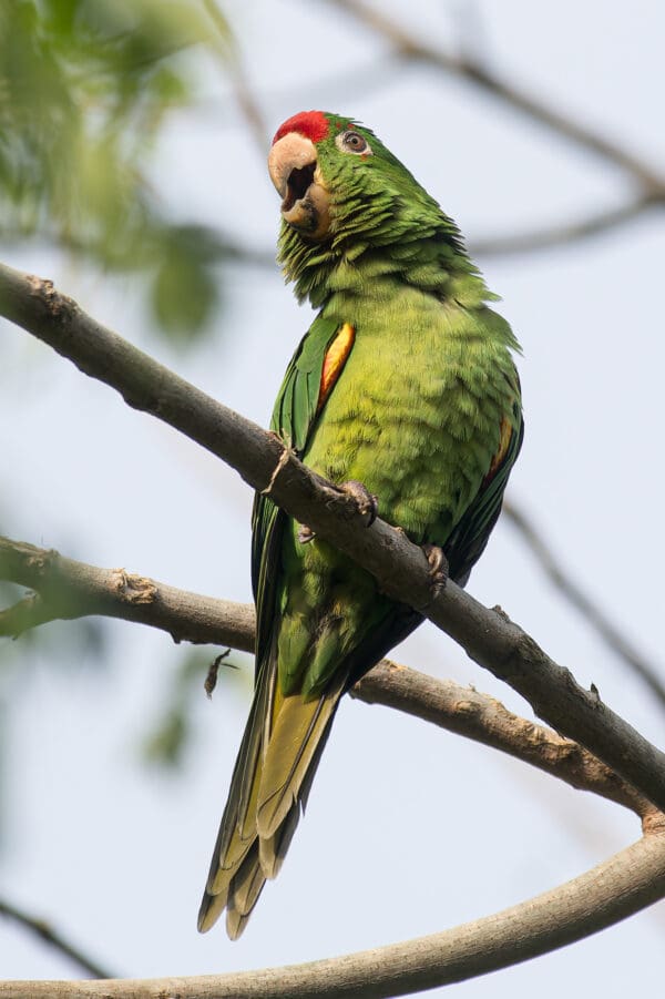 A wild Finsch's Conure perches on a branch