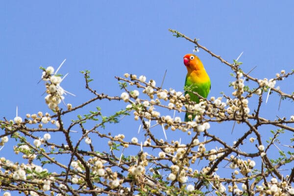 A wild Fischer's Lovebird perches among blossoms
