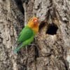 A wild Fischer's Lovebird clings to a tree trunk near a nest cavity