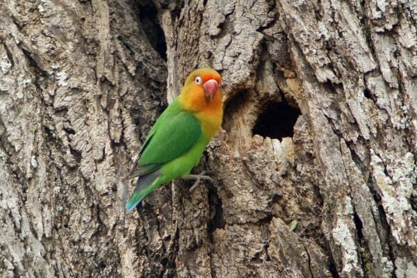 A wild Fischer's Lovebird clings to a tree trunk near a nest cavity