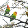 Wild Fischer's Lovebirds perch in a flowering tree