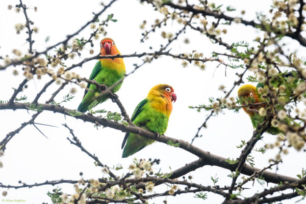Wild Fischer's Lovebirds perch in a flowering tree