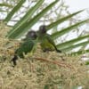 Wild Dusky-headed Conures perch in a palm tree