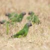 Wild Dusky-headed Conures forage in grassy terrain