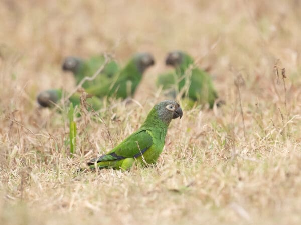Wild Dusky-headed Conures forage in grassy terrain
