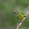 A wild Dusky-headed Conure perches on a branch