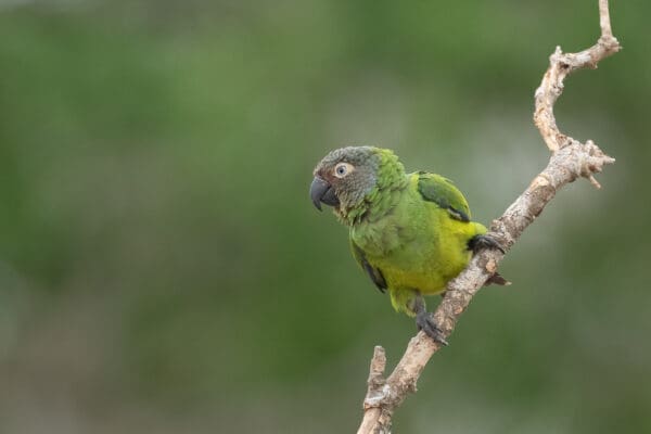 A wild Dusky-headed Conure perches on a branch