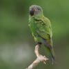 A wild Dusky-headed Conure perches on a branch