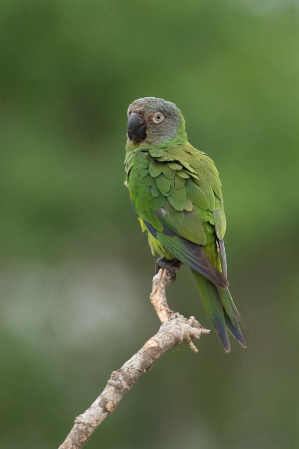 A wild Dusky-headed Conure perches on a branch