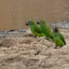 Wild Dusky-headed Conures near a watering hole