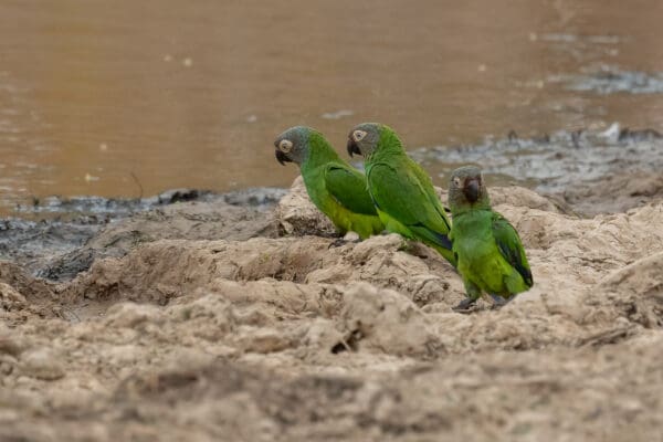Wild Dusky-headed Conures near a watering hole