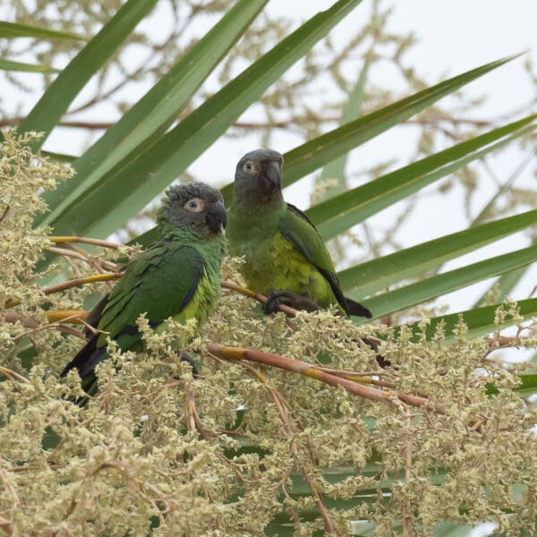 Wild Dusky-headed Conures perch in a palm tree