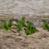 Wild Dusky-headed Conures near a watering hole