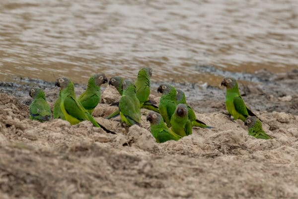Wild Dusky-headed Conures near a watering hole