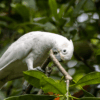A wild Goffin's Cockatoo chews on a branch