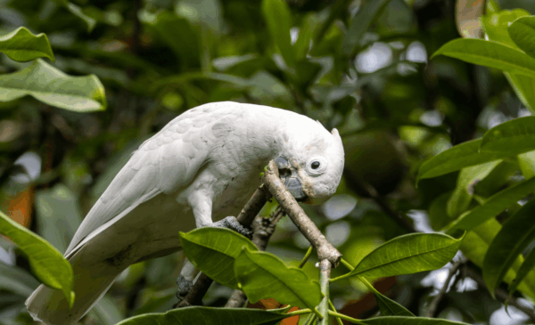 A wild Goffin's Cockatoo chews on a branch