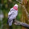 A wild male Galah perches on a limb