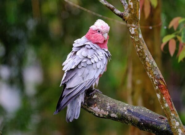 A wild male Galah perches on a limb