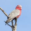 A wild female Galah perches atop a tree