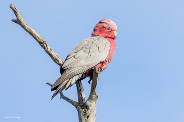 A wild female Galah perches atop a tree