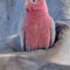 A wild male Galah perches at a nest cavity
