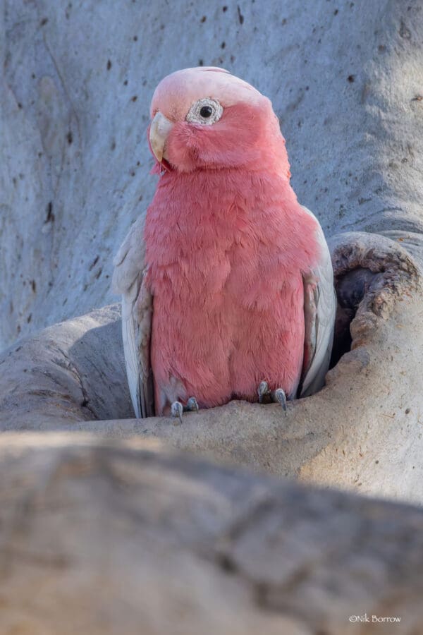 A wild male Galah perches at a nest cavity