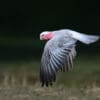 A wild Galah in flight