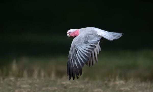 A wild Galah in flight