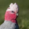 Closeup of a wild Galah