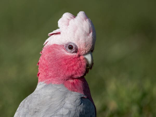 Closeup of a wild Galah