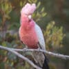 A wild Galah perches on a branch
