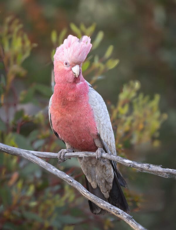 A wild Galah perches on a branch