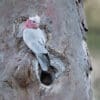 A wild Galah perches above a nest-hole