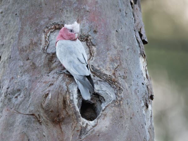 A wild Galah perches above a nest-hole
