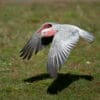 A wild Galah in flight