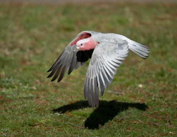 A wild Galah in flight
