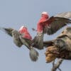 Wild Galahs tussle