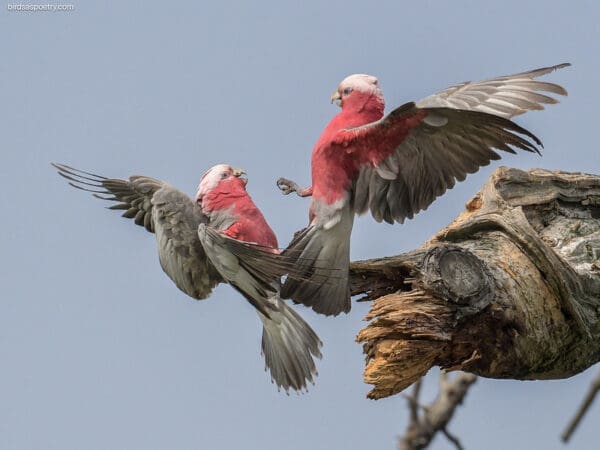 Wild Galahs tussle